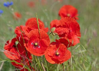 Roter Klatschmohn,Papaver rhoeas,auf einer Wiese