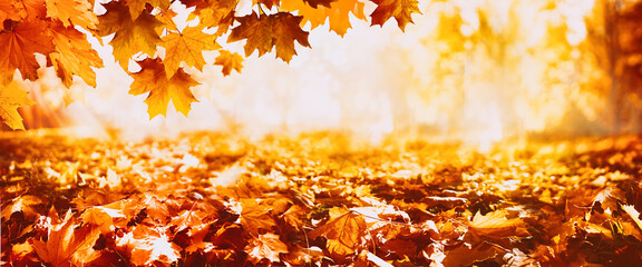schöner herbstnaturhintergrund mit teppich aus orange und gelbbraun gefallenen ahornblättern im sonnenlicht. Herbstlandschaft mit unscharfem defokussiertem Park im Hintergrund.