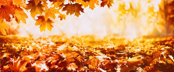 Fototapeten schöner herbstnaturhintergrund mit teppich aus orange und gelbbraun gefallenen ahornblättern im sonnenlicht. Herbstlandschaft mit unscharfem defokussiertem Park im Hintergrund. © Laura Pashkevich