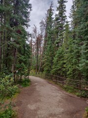 Fototapeta premium Path between the big trees