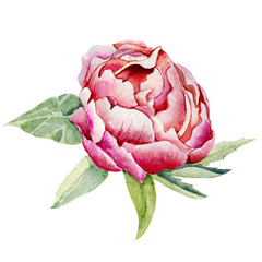 Peony flower, pink bud. Hand watercolor illustration isolated on white background. Design for wedding printed matter, invitation, congratulations, clipart, postcard, birthday
