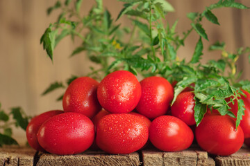 Summer agriculture fresh plum tomatoes. Group of paste tomatoes. Fresh long tomato on a wooden table