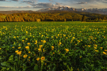 Spring in the Tatra Mountains. Green fields against the backdrop of snowy peaks. Landscape photo from Lesser Poland.