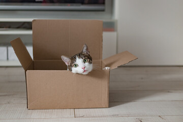 European cat in a delivery box. The concept of buying a new home or relocation. Pet sitting in a cardboard box. Looking cat in removal box