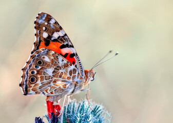 Closeup beautiful butterfly sitting on the flower in a summer garden