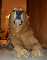 dog face pet San Diego Venezuela