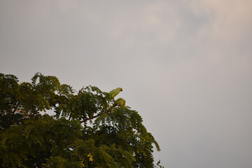 a pair of green indian parrots sitting on the top of the branch of the tree