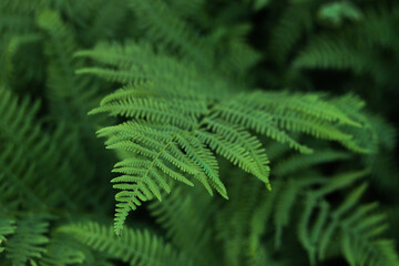 Beautiful background made with young green fern leaves.Perfect natural fern pattern.