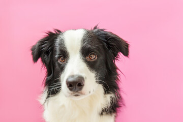 Obraz na płótnie Canvas Funny studio portrait of cute smiling puppy dog border collie isolated on pink background. New lovely member of family little dog gazing and waiting for reward. Pet care and animals concept