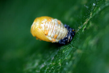 ladybird pupa sitting on a green leaf