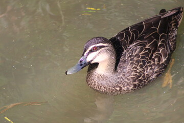 bird in nature