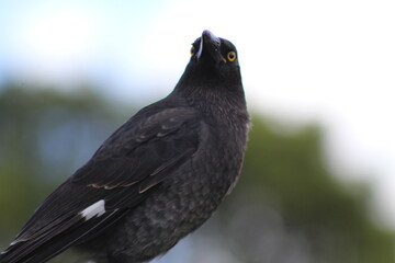 bird in nature