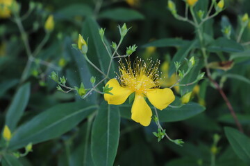 黄色いビヨウヤナギの花