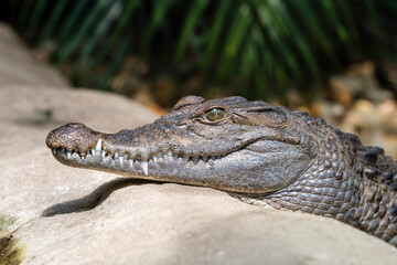 Freshwater crocodile ( Crocodylus mindorensis ) living in Philippine.