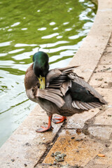 Portrait, Nahaufnahme einer Ente in einem Park