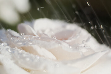 White roses at rain, close up, shallow depth of field