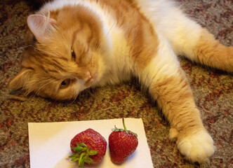 A red and very smart cat named Red and Strawberry.