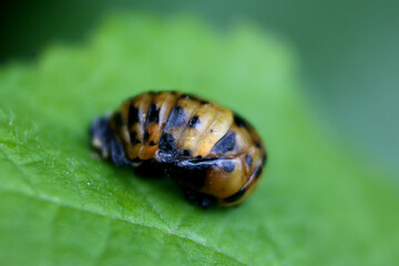 ladybird pupa sitting on a green leaf