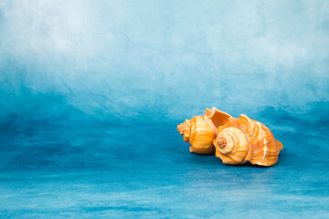 Seashells from the ocean on a blue background