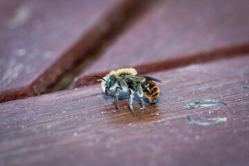 Eine Nahauifnahme einer Honigbiene, Bienen sind äußerst nutzvolle Insekten.