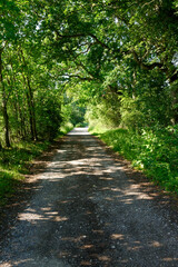 English Countryside green Lane  Nobody in view