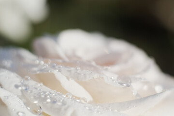 White roses at rain, close up, shallow depth of field