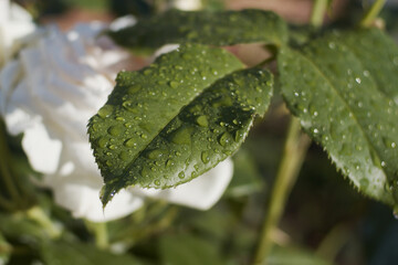 White roses at rain, close up, shallow depth of field