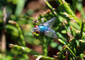 Eine Nahaufnahme von einer Fliege auf einer Pflanze.