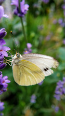 butterfly on pink flower