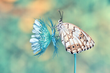 Closeup beautiful butterfly sitting on the flower in a summer garden