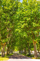 Magnificent shady alley and the road