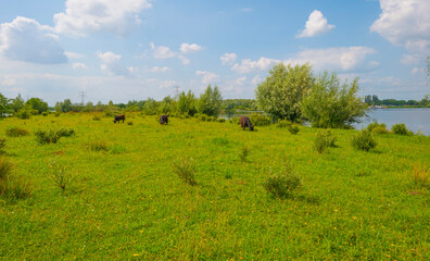 Fototapeta premium Cows in a green grassy meadow along the edge of a lake below a blue sky in sunlight in summer