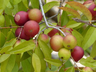 Ripe and semi-ripe fruits of the Camu Camu shrub, also called Cacari or CamoCamo (Myrciaria dubia). The rare fruits are full of vitamin C, growing on the river bank of the Amazon river, Brasil.