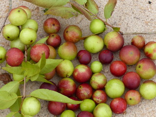 Ripe and semi-ripe fruits of the Camu Camu shrub, also called Cacari or CamoCamo (Myrciaria dubia). The rare fruits are full of vitamin C, growing on the river bank of the Amazon river, Brasil.