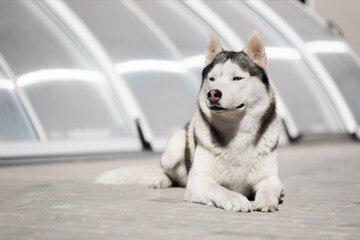 A portrait of mature Siberian husky. A grey & white male husky dog lies on grey tiles. He has blue eyes and looks very serious. Grey polycarbonate construction is in the background.