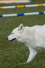 Obraz premium Siberian Husky