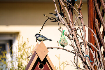 Eine Kohlmeise bringt Futter zum Nistkasten mit ihren Nachwuchs