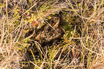 Three dunger chicks sitting in the nest, top view