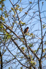 Ein Buchfink, Fringilla coelebs im Geäst eines Baumes