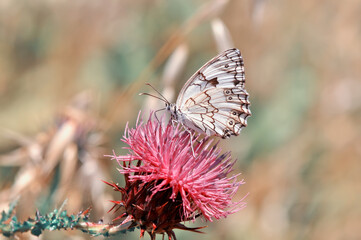 Closeup beautiful butterfly sitting on the flower in a summer garden