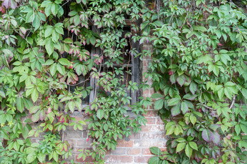 Fototapeta na wymiar climbing green plants (ivy) on a house wall outside