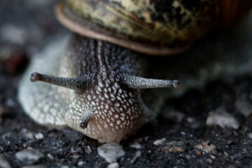 Snail on asphalt in Germany