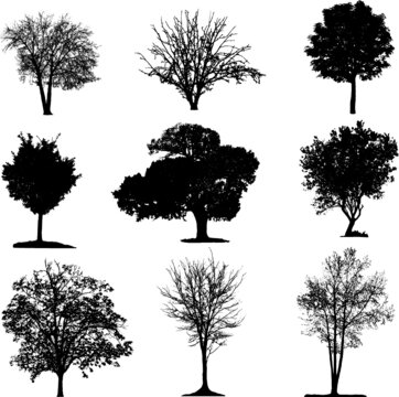 Trees silhouette collection
Various isolated tree silhouettes on a white background
