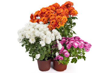 Beautiful composition of fresh bright orange, pink and white chrysanthemum flowers in a flowerpots, isolated on white background - 359890412