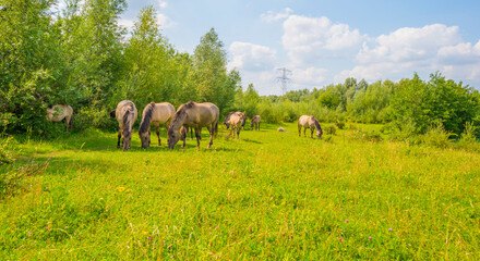 Horses in a green pasture in sunlight below a blue sky in summer © Naj