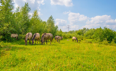Horses in a green pasture in sunlight below a blue sky in summer