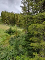 forest in the mountains