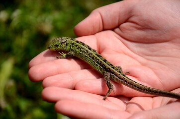 small green lezard lacerta agilis sitting on a child's hands