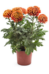 Beautiful fresh bright red-yellow chrysanthemum flowers in a flowerpot, isolated on white background