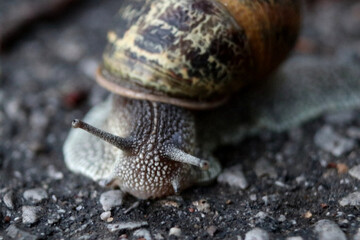 Snail on asphalt in Germany